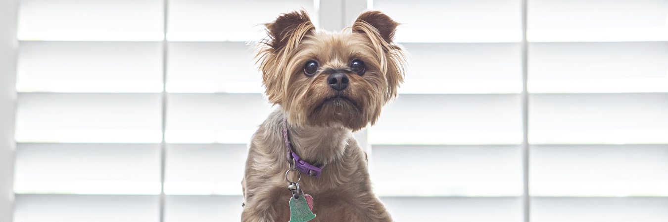 Dog in front of plantation shutters in Jacksonville