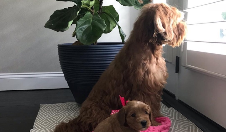 Your windows and doors should have coverings that even your pets can't destroy. Dogs Looking Out Of Window Treatments